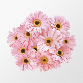 Pink gerbera daisy, flower collage | Free PSD - rawpixel Pink gerbera daisy, flower collage | Free PSD - rawpixel