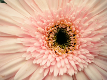 Pink Gerbera Flower in Closeup Photography Pink Gerbera Flower in Closeup Photography