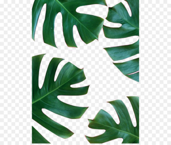 Pink Green Wallpaper - Banana leaves decorative border 