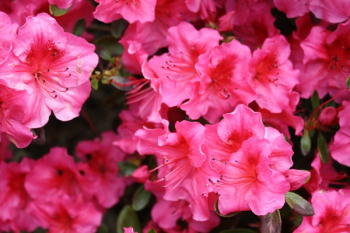 Pink Hibiscus Flower Pink Hibiscus Flower