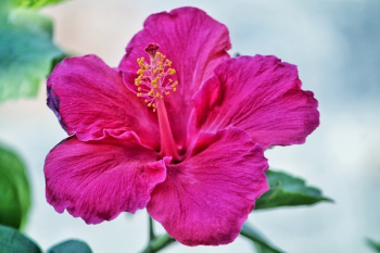 Pink Hibiscus Flower Pink Hibiscus Flower