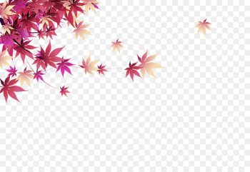 pink leaf plant sky petal pink leaf plant sky petal