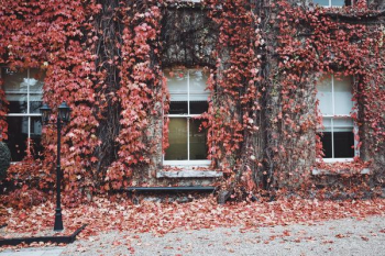 pink leaves covered in white house pink leaves covered in white house