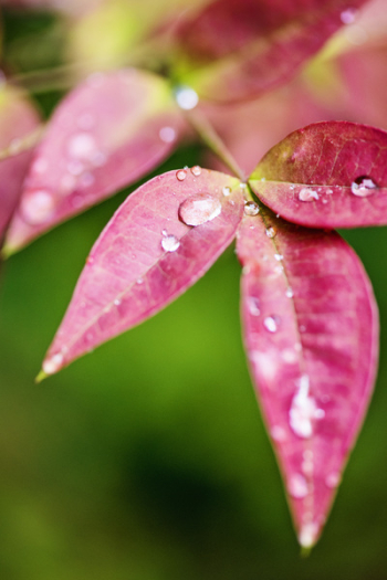 Pink Leaves With Water Dews Pink Leaves With Water Dews
