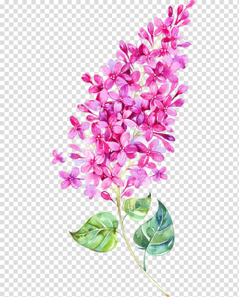 Pink lilac flower illustration, Watercolor painting Flower, Watercolor wheat flower transparent background PNG clipart