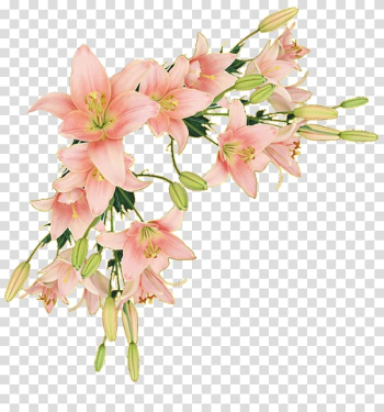 Pink lilies border, Border Flowers Borders and Frames Paper , flower transparent background PNG clipart