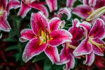 Pink Lilies In Bloom Pink Lilies In Bloom