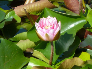 Pink Lily Pink Lily