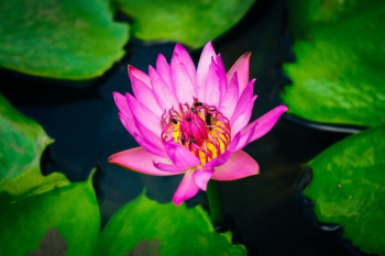 pink lily flower selective focus photography pink lily flower selective focus photography