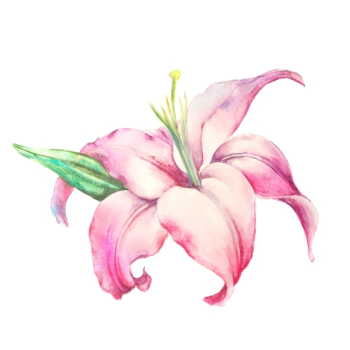 Pink lily isolated on a white background. Pink lily isolated on a white background.