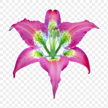 Pink lily png, flower clipart, | Free PNG - rawpixel