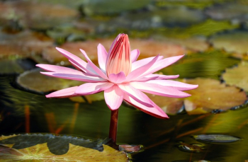 Pink Lotus Pink Lotus