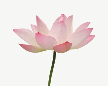 Pink lotus collage element | Free PSD - rawpixel Pink lotus collage element | Free PSD - rawpixel