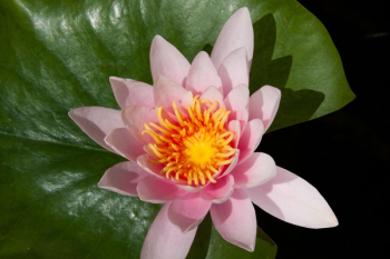 Pink Lotus Flower