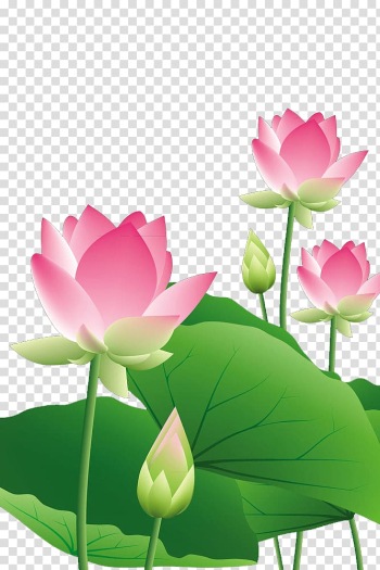 Pink lotus flowers illustration, Lotus lotus leaf transparent background PNG clipart