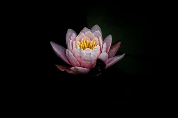 pink lotus photography pink lotus photography