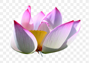 Pink lotus png flower sticker, | Free PNG - rawpixel