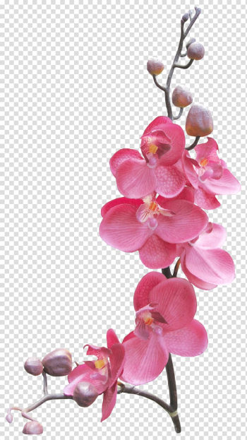 Pink orchid flowers, Frames, orchids transparent background PNG clipart