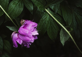 Pink Peonies Flowers In Bloom Pink Peonies Flowers In Bloom
