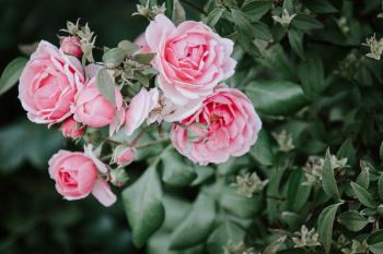pink peonies HD wallpaper pink peonies HD wallpaper