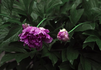 Pink Peony Blossoms Pink Peony Blossoms