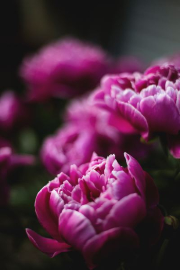 pink peony closeup photography pink peony closeup photography