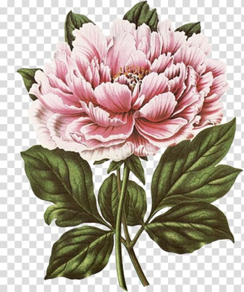 Pink peony flower art , New York Botanical Garden Botanical illustration Botany Tree peony , flower transparent background PNG clipart