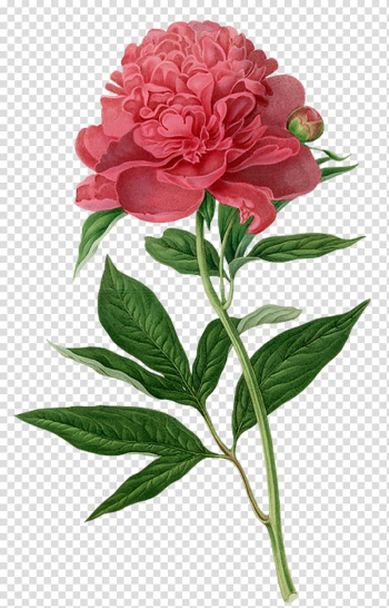 Pink peony flower illustration, Peony Botanical illustration Botany Printmaking Printing, Hand drawn flower painting transparent background PNG clipart