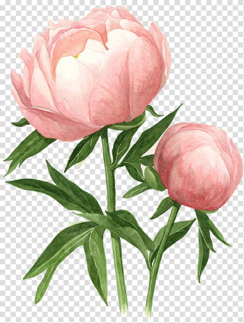 Pink peony flower illustration, Peony Watercolor painting Drawing Watercolour Flowers, peony transparent background PNG clipart