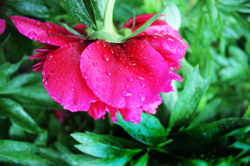 Pink Peony Flower in Closeup Photography Pink Peony Flower in Closeup Photography