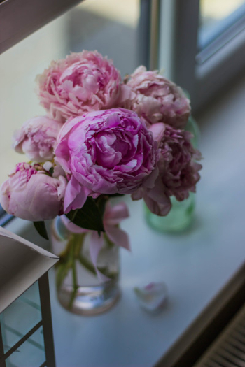 Pink Peony Flowers in Bloom in Clear Glass Vase Beside Glass Window