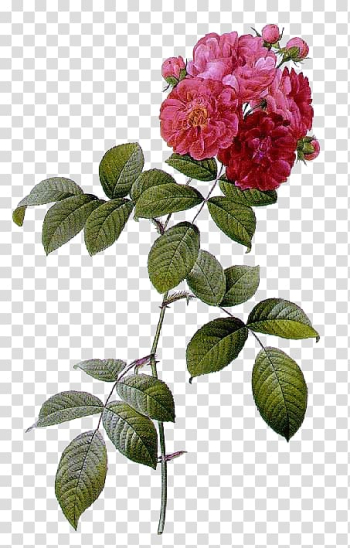 Pink peony flowers, Multiflora rose Les roses French rose Beach rose Shining rose, flower transparent background PNG clipart