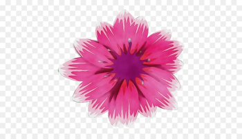 pink petal flower gerbera plant pink petal flower gerbera plant