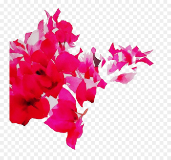 pink petal flower magenta bougainvillea