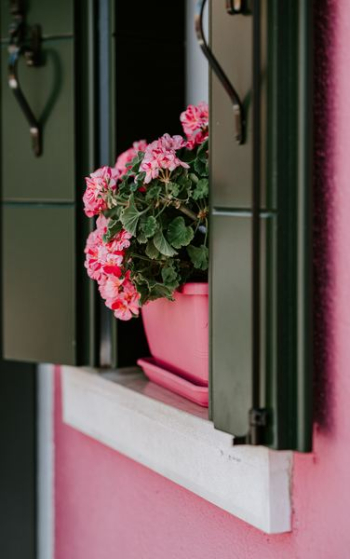 pink petal flower on window pink petal flower on window