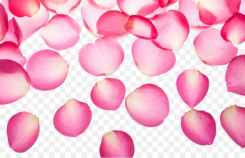 Pink Petal Symbol - Exquisite pink rose petals Pink Petal Symbol - Exquisite pink rose petals