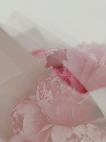 Pink Petaled Flower Pink Petaled Flower