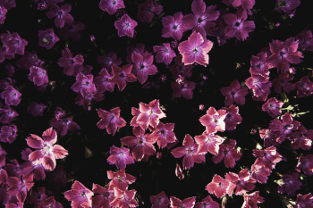 Pink Petaled Flower Field Pink Petaled Flower Field