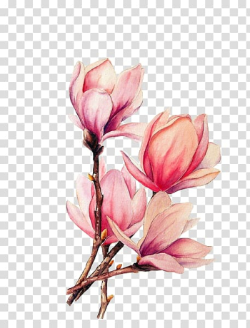Pink petaled flower illustration, Watercolor painting Tattoo Drawing Magnolia, lotus transparent background PNG clipart