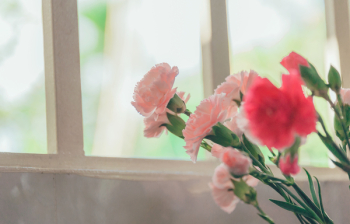 Pink Petaled Flower Near Glass Window Pink Petaled Flower Near Glass Window