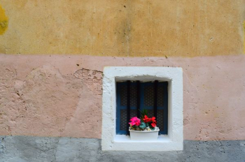 pink petaled flower near window at daytime pink petaled flower near window at daytime