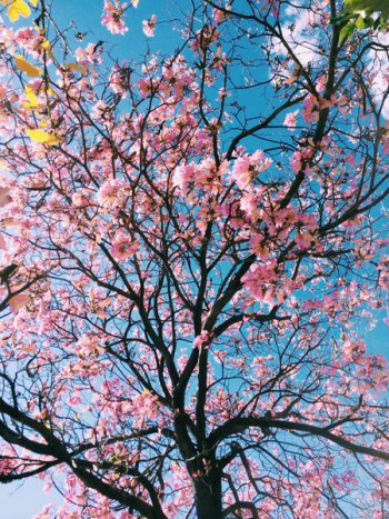 pink petaled flowering tree pink petaled flowering tree