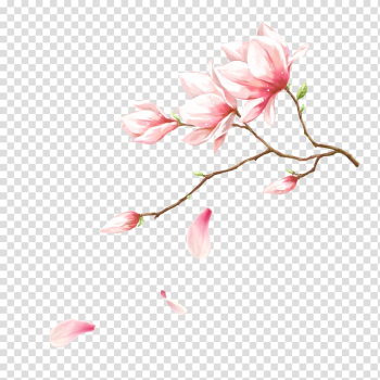 Pink petaled flowers illustration, Pink Flower, Handmade magnolia flowers transparent background PNG clipart