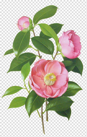 Pink petaled flowers, Japanese camellia Drawing Watercolor painting Botanical illustration, flower transparent background PNG clipart