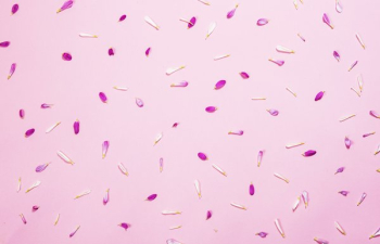 Pink Petals On Pink Pink Petals On Pink