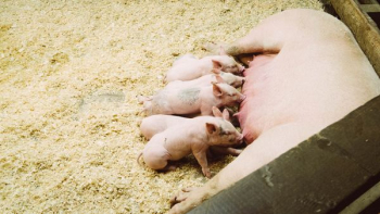pink pig with piglet litter pink pig with piglet litter