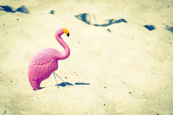 pink plastic flamingo toy standing on white sand during daytime pink plastic flamingo toy standing on white sand during daytime
