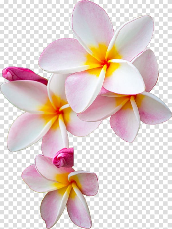 Pink plumeria flowers illustration, Flower I Am Moana Pin Te Fiti, peach flowers transparent background PNG clipart