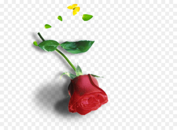 Pink Red - rose Pink Red - rose