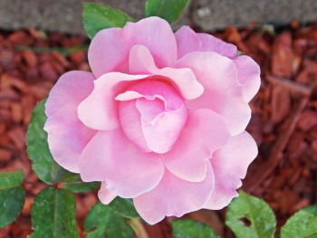 Pink Rose Pink Rose